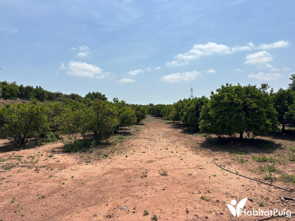 FINCA RUSTICA EN EL PUIG